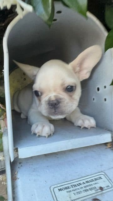 Healthy & Happy  French Bulldog Puppies media 9