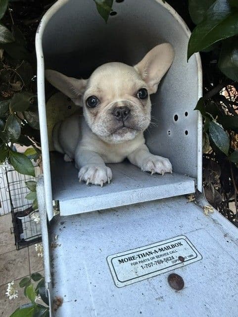 Healthy & Happy  French Bulldog Puppies media 10