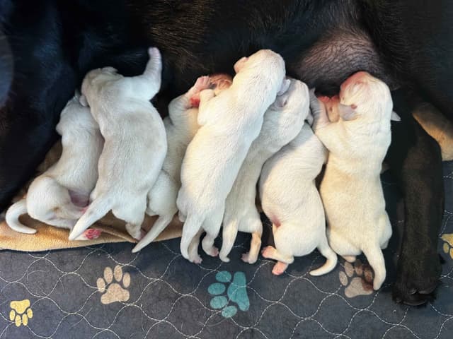 Labrador Retriever Puppies media 2