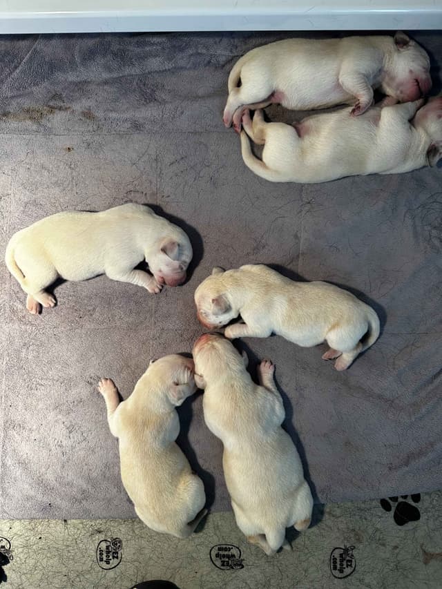 Labrador Retriever Puppies media 3
