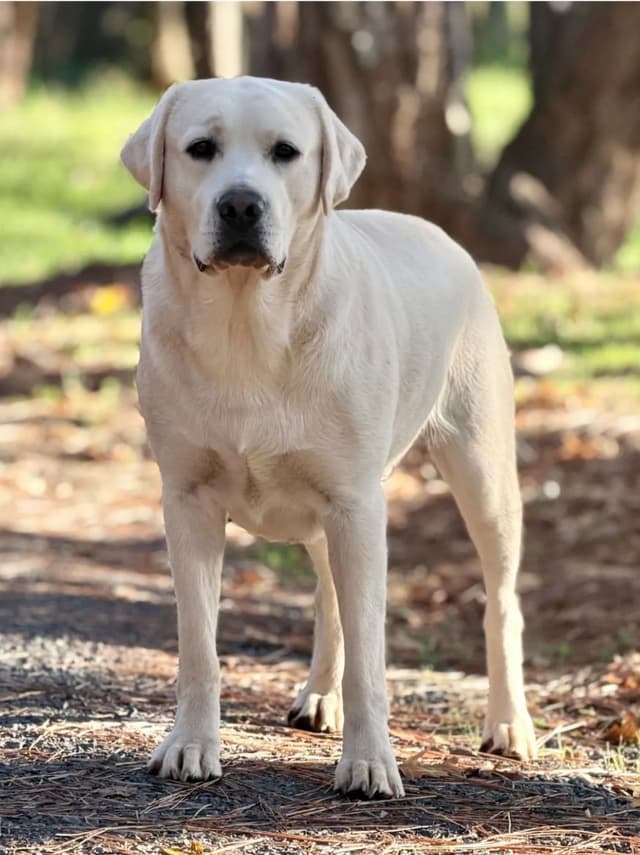 Labrador Retriever Puppies media 4