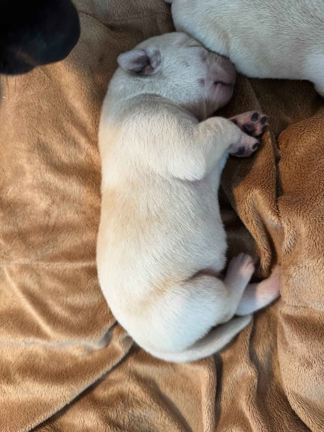 Labrador Retriever Puppies media 5