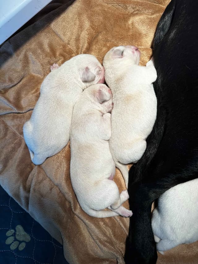 Labrador Retriever Puppies media 6
