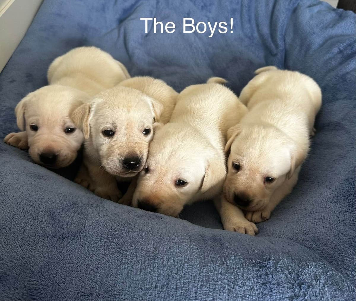 Labrador Retriever Puppies breeder image 4