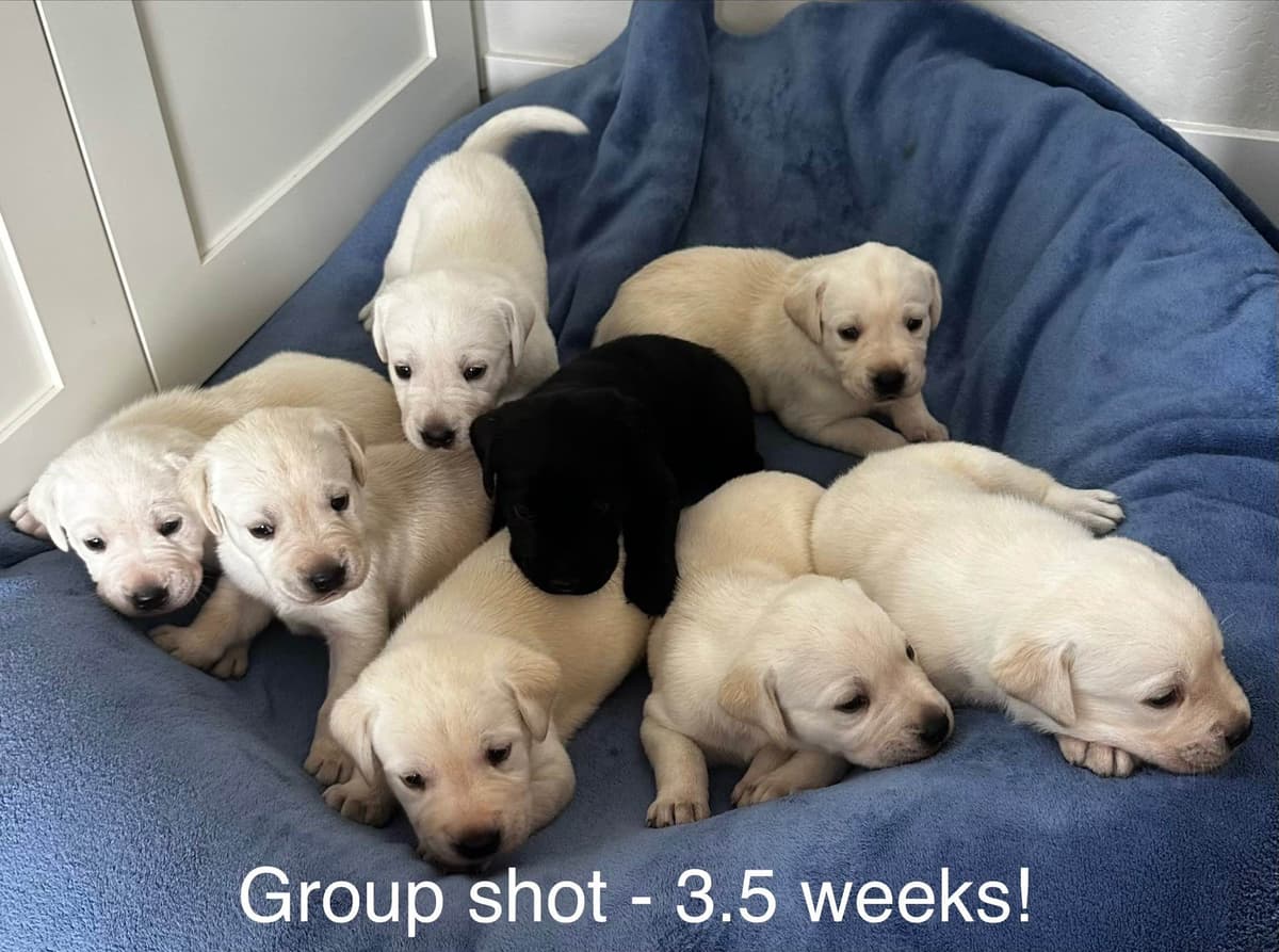 Labrador Retriever Puppies breeder image 6