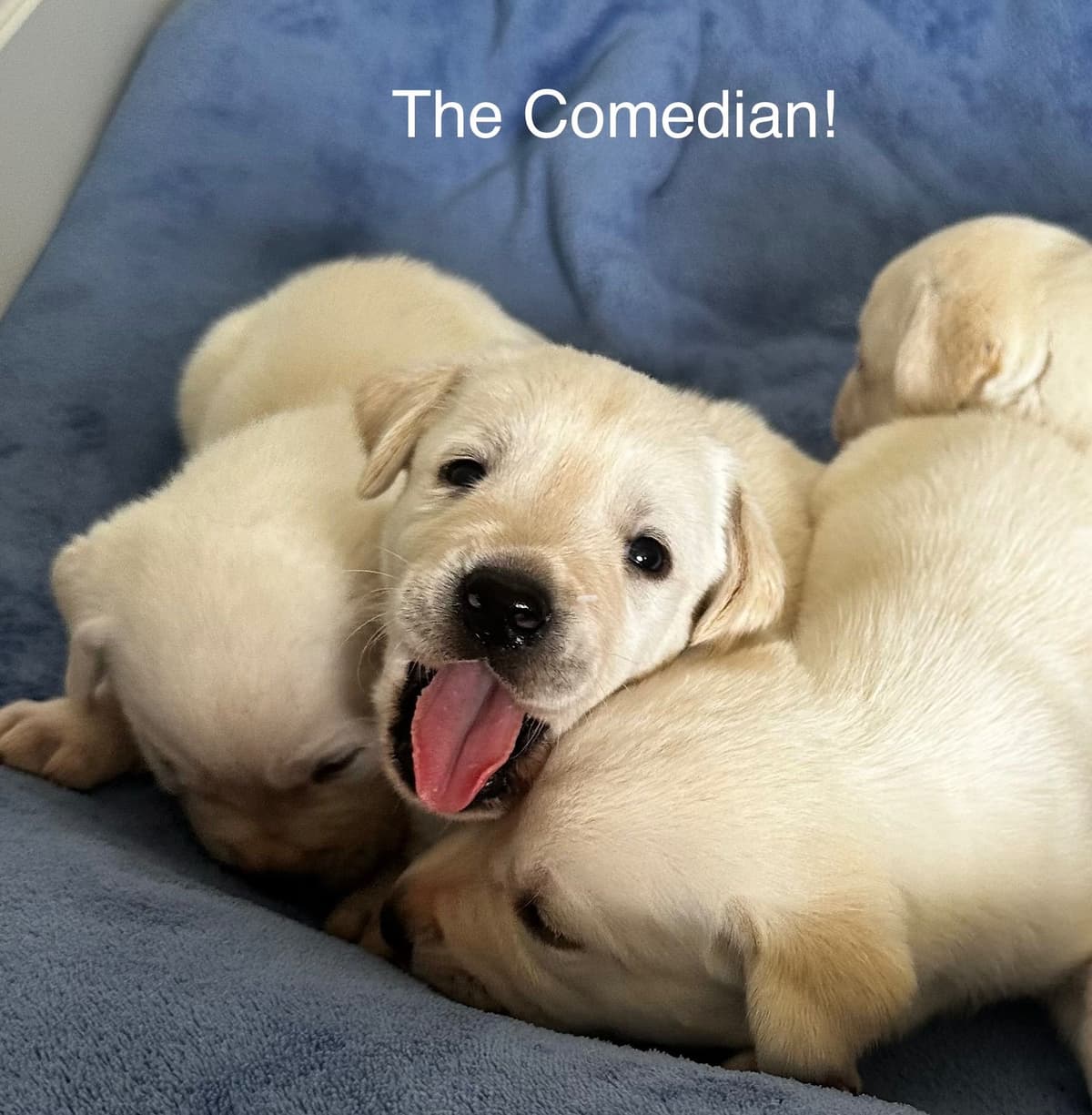 Labrador Retriever Puppies breeder image 7