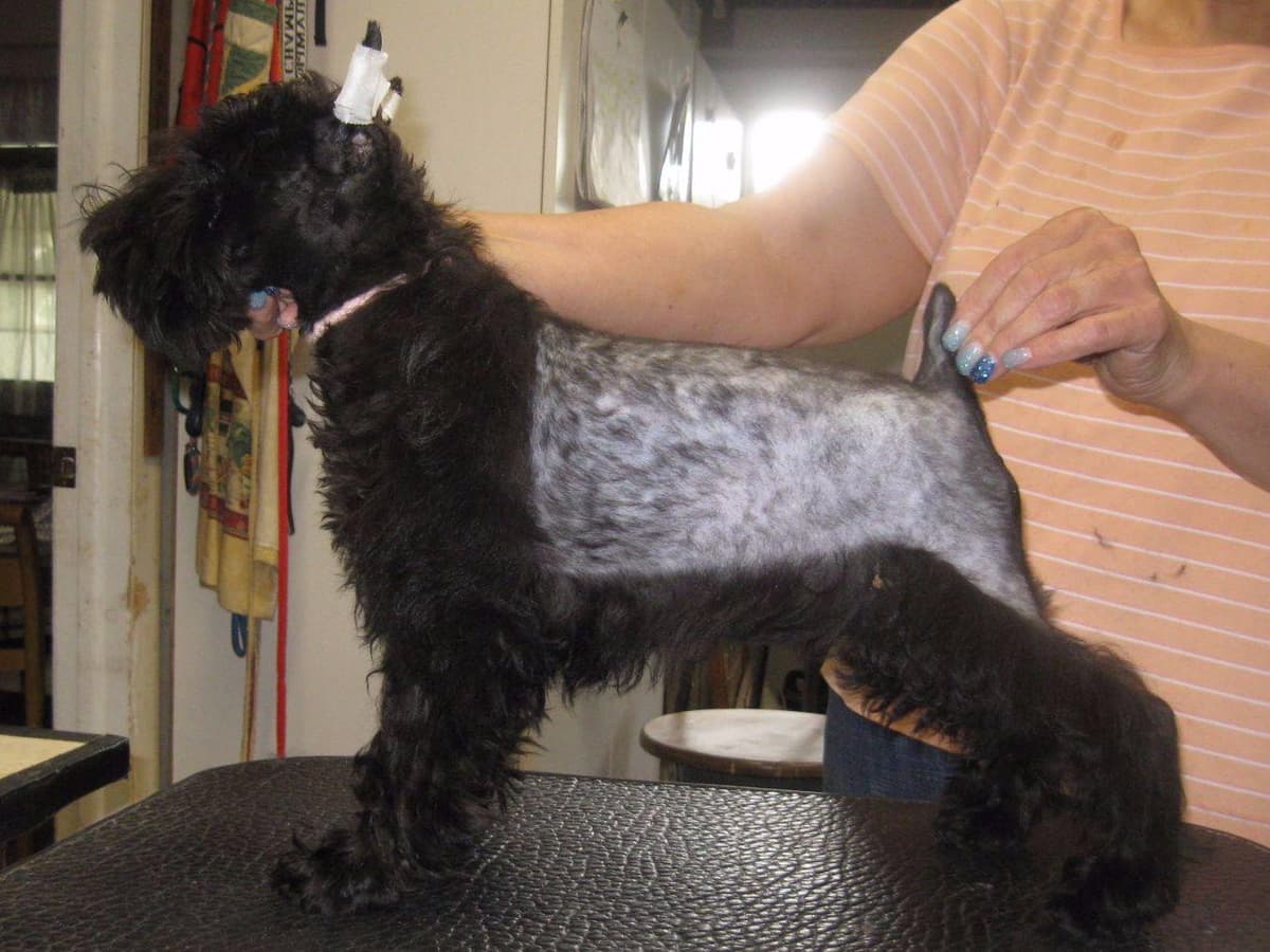 Miniature Schnauzer Puppies breeder image 1