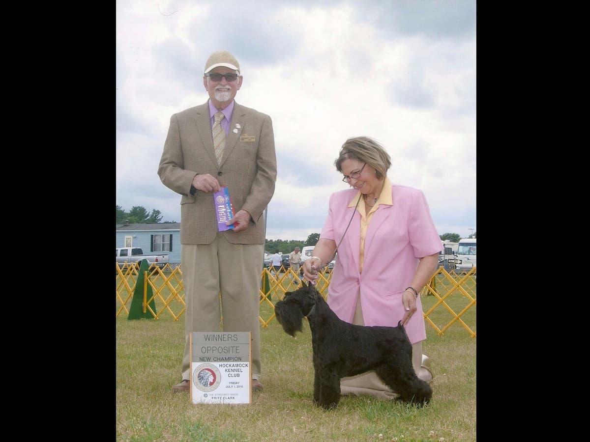 Miniature Schnauzer Puppies breeder image 5