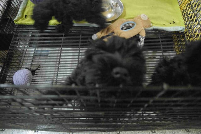 Miniature Schnauzer Puppies media 2