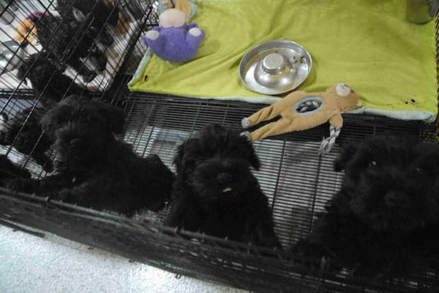Miniature Schnauzer Puppies media 3