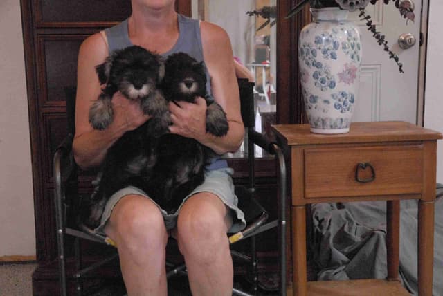 Miniature Schnauzer Puppies media 2