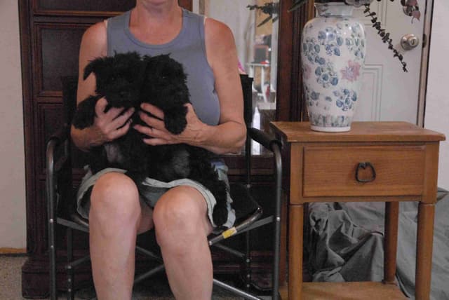 Miniature Schnauzer Puppies media 3