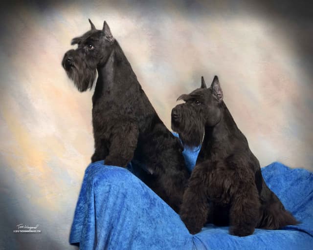 Miniature Schnauzer Puppies media 5