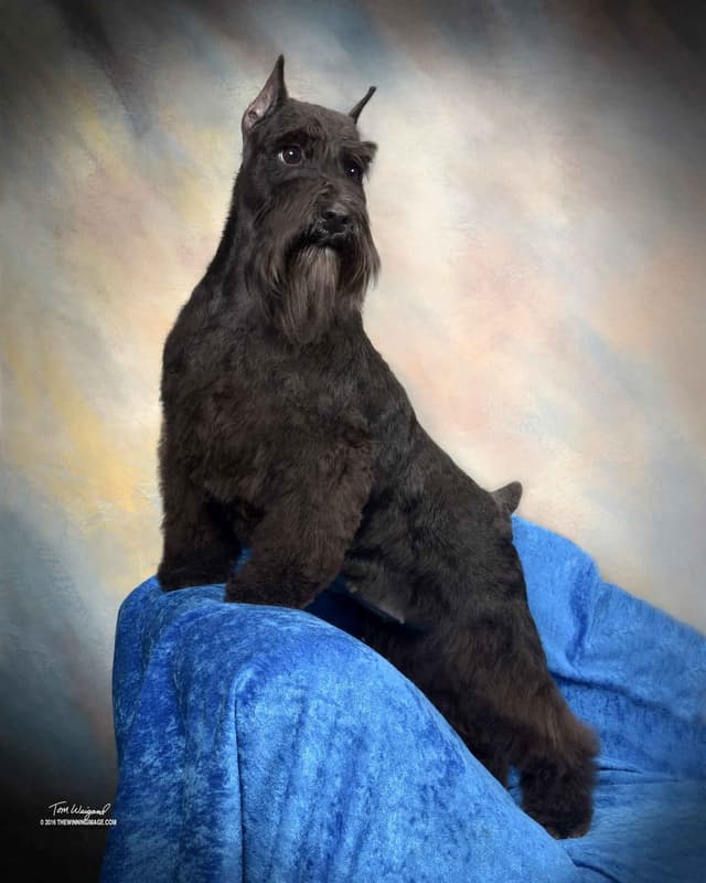 Miniature Schnauzer Puppies media 6