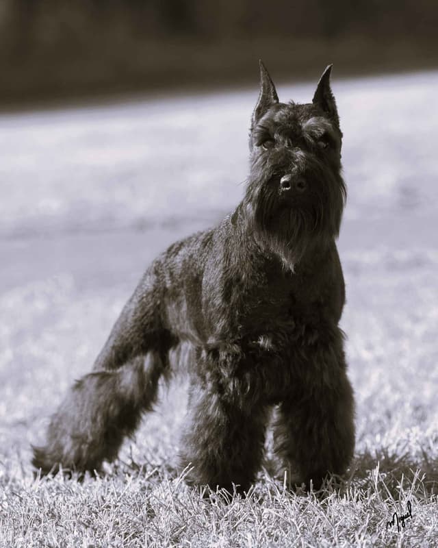 Miniature Schnauzer Puppies media 7