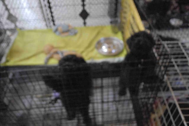 Miniature Schnauzer Puppies media 8