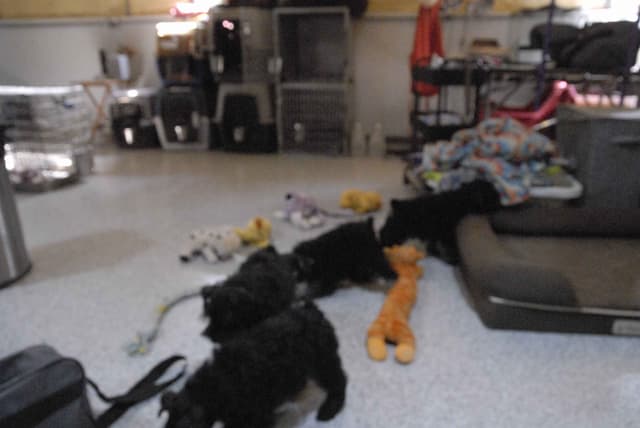 Miniature Schnauzer Puppies media 10