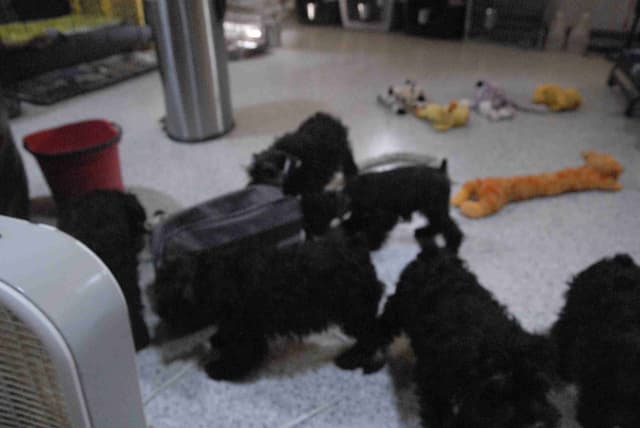 Miniature Schnauzer Puppies media 11