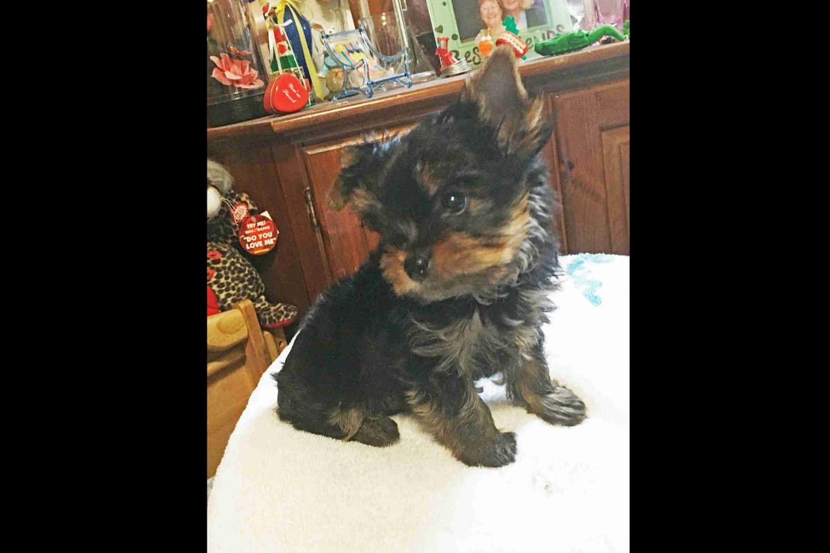 Parti colored Yorkshire Terrier Puppies breeder image 12