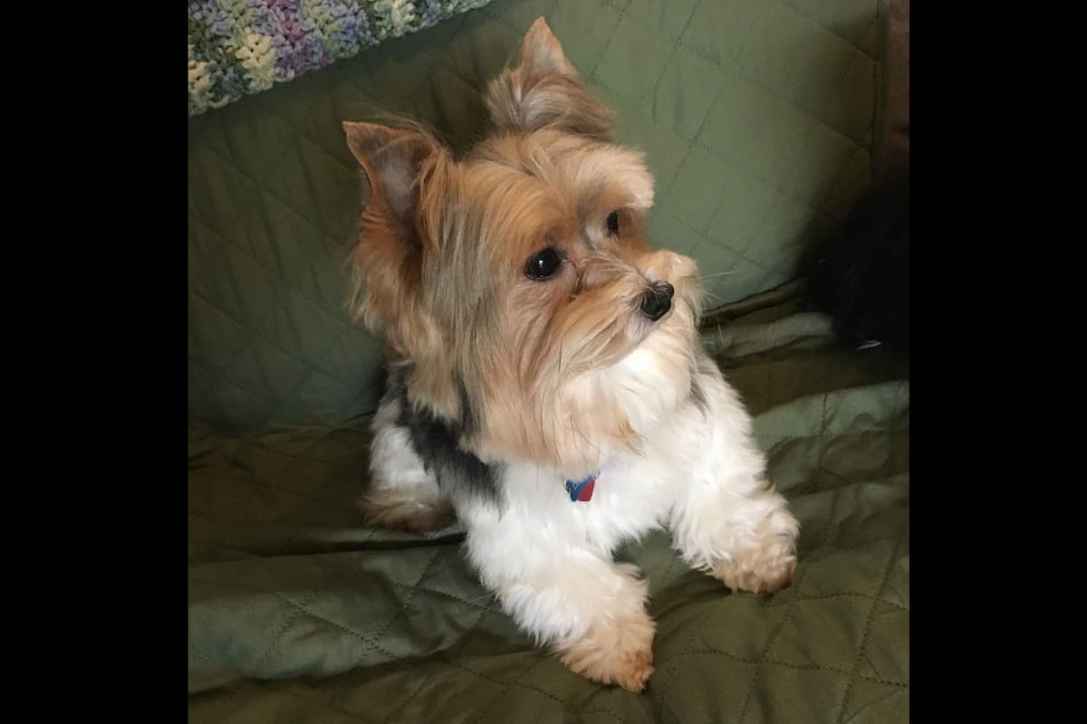 Parti colored Yorkshire Terrier Puppies breeder image 6