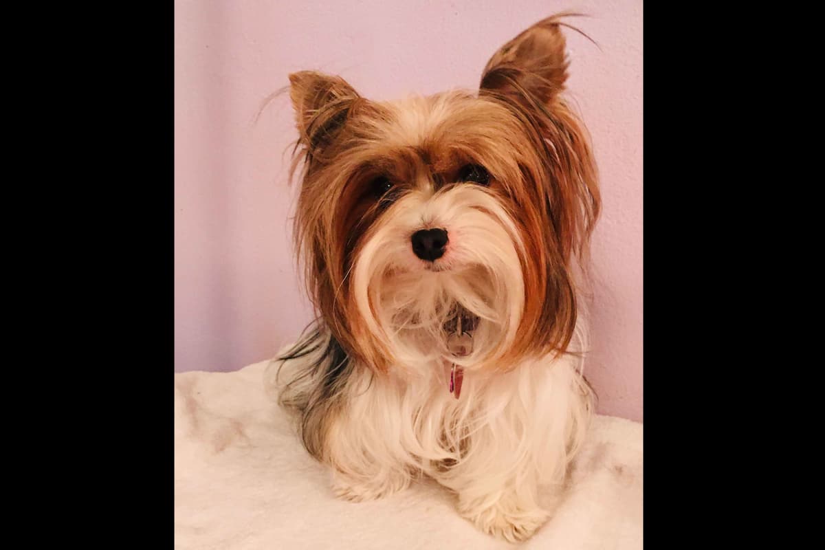 Parti colored Yorkshire Terrier Puppies breeder image 7
