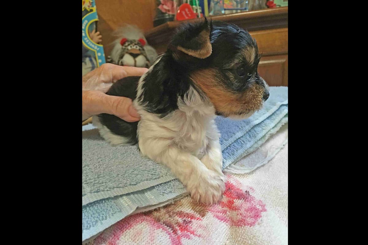 Parti colored Yorkshire Terrier Puppies breeder image 10