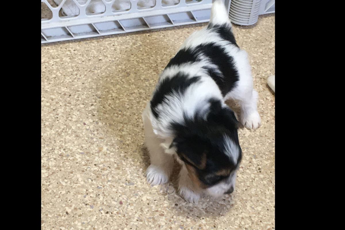 Parti colored Yorkshire Terrier Puppies breeder image 8