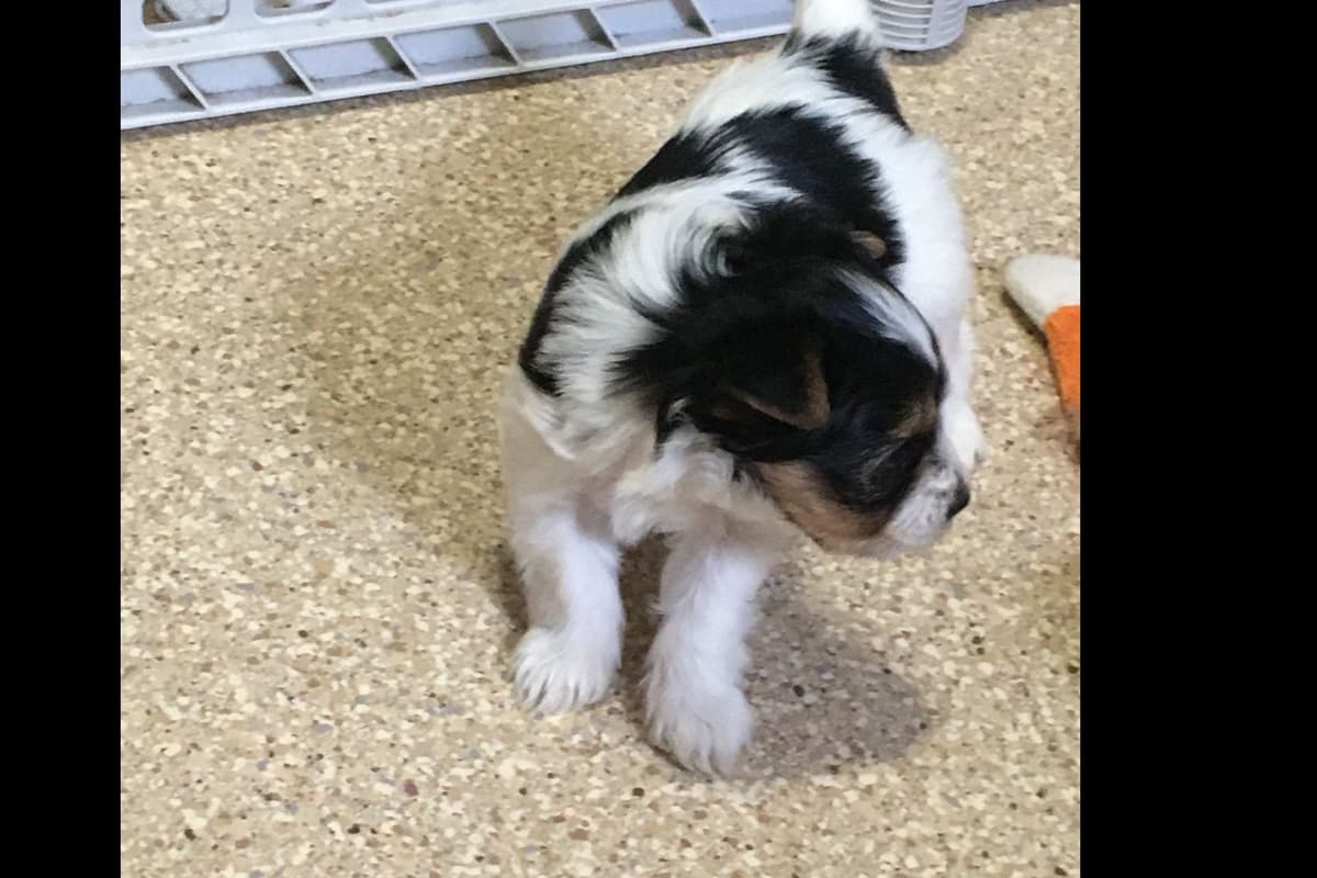 Parti colored Yorkshire Terrier Puppies breeder image 9