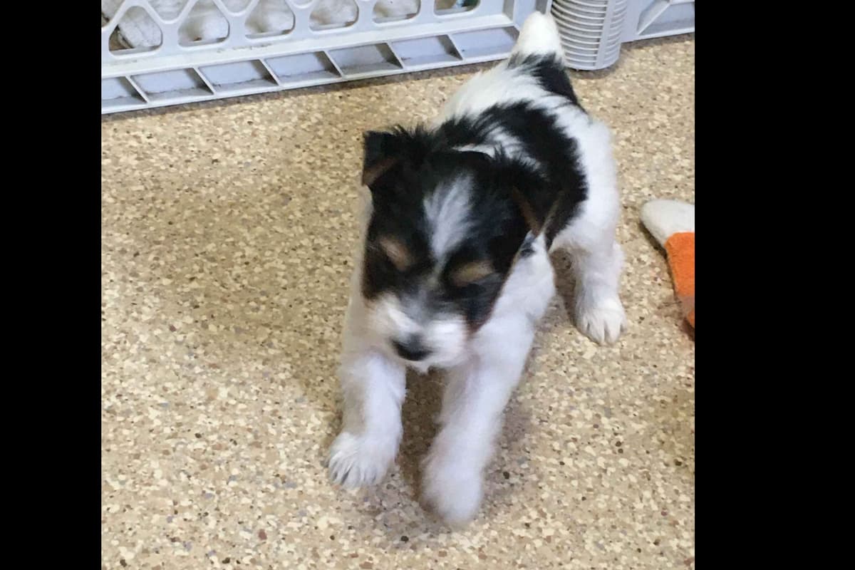 Parti colored Yorkshire Terrier Puppies breeder image 11
