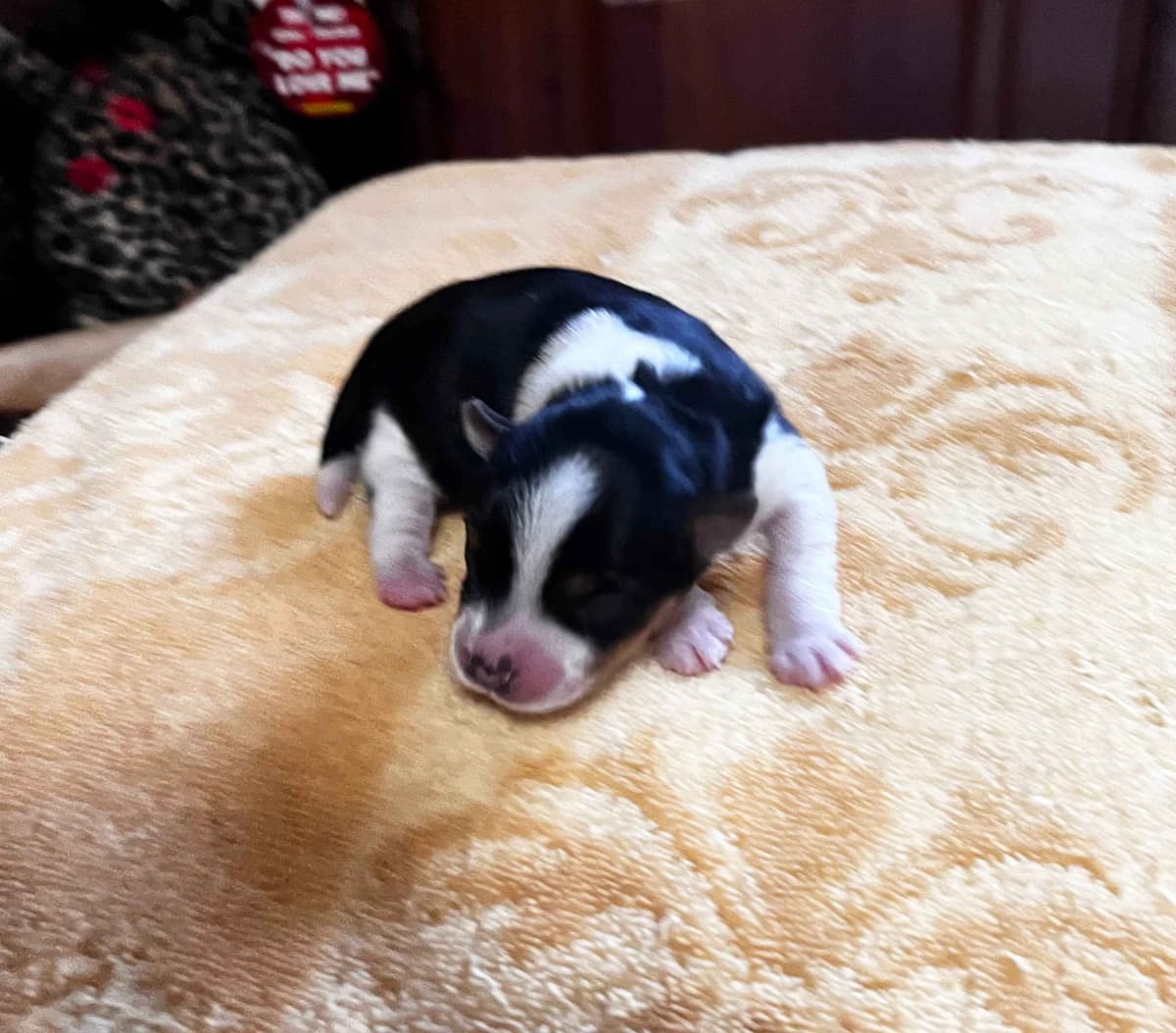 Parti colored Yorkshire Terrier Puppies breeder image 1