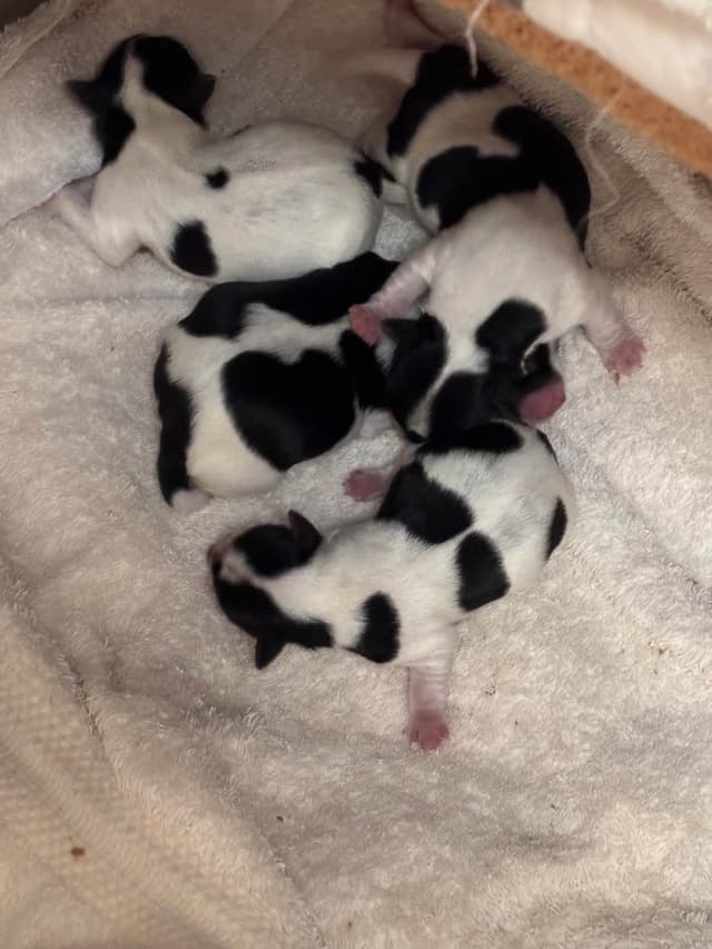 Parti colored Yorkshire Terrier Puppies media 8
