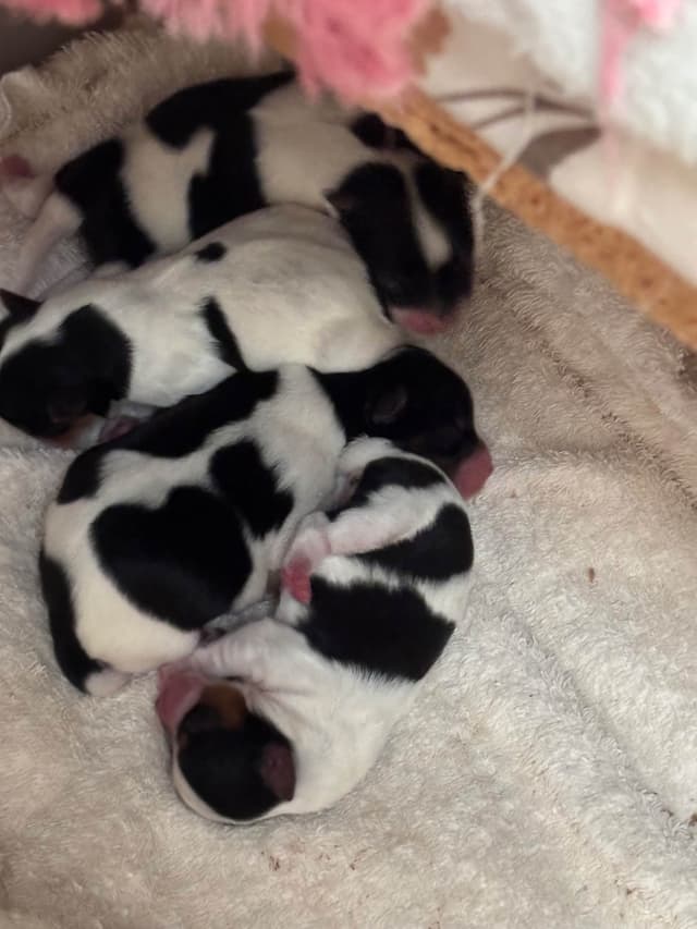 Parti colored Yorkshire Terrier Puppies media 9