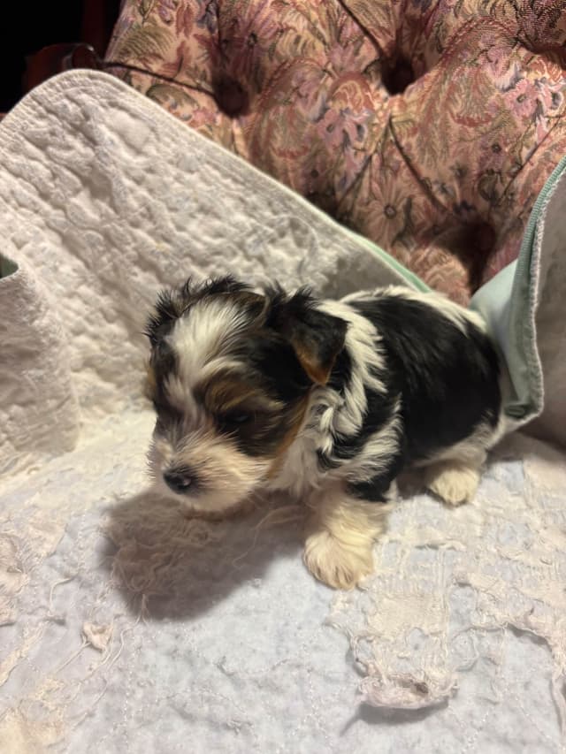 Parti colored Yorkshire Terrier Puppies media 7
