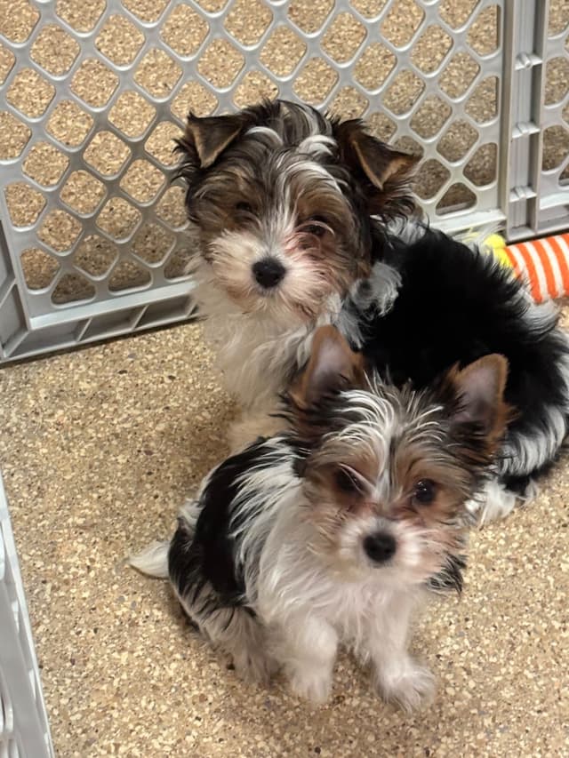 Parti colored Yorkshire Terrier Puppies media 5