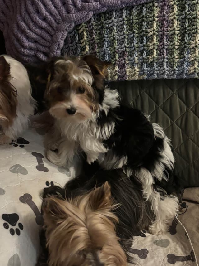 Parti colored Yorkshire Terrier Puppies media 2