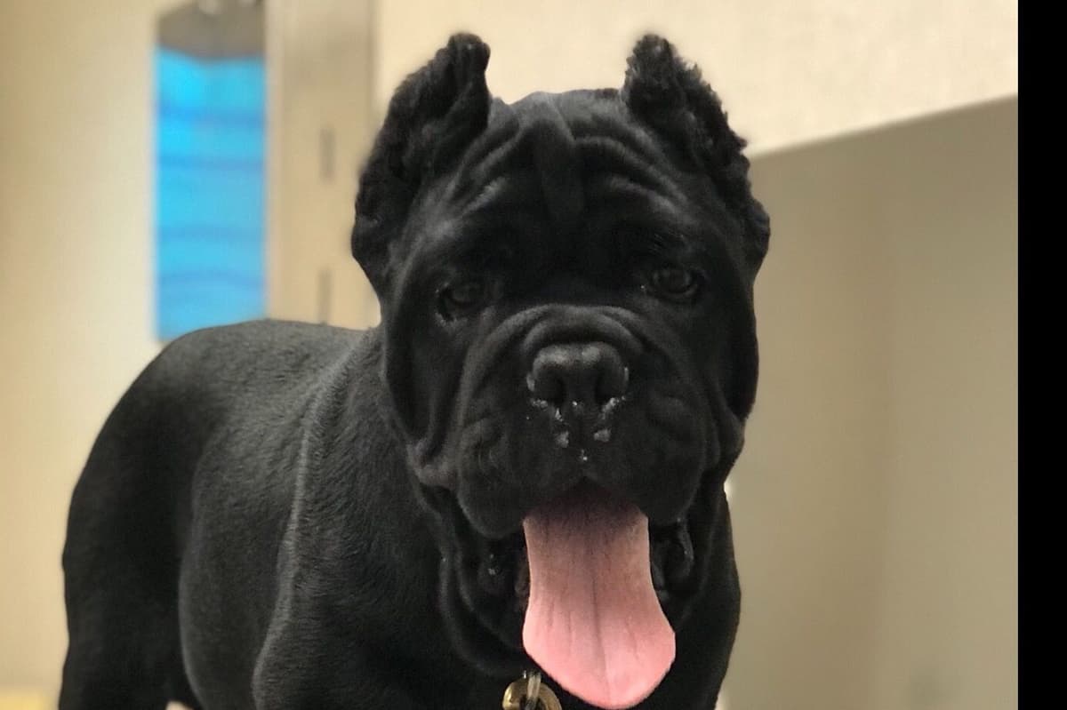 Cane Corso Puppies breeder image 4