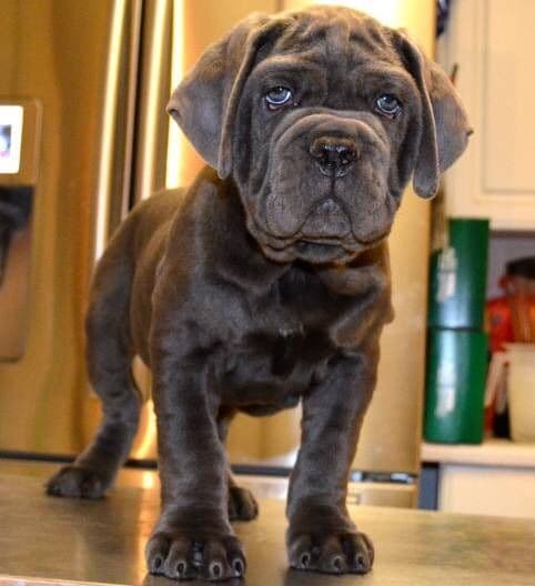Cane Corso Puppies breeder image 5