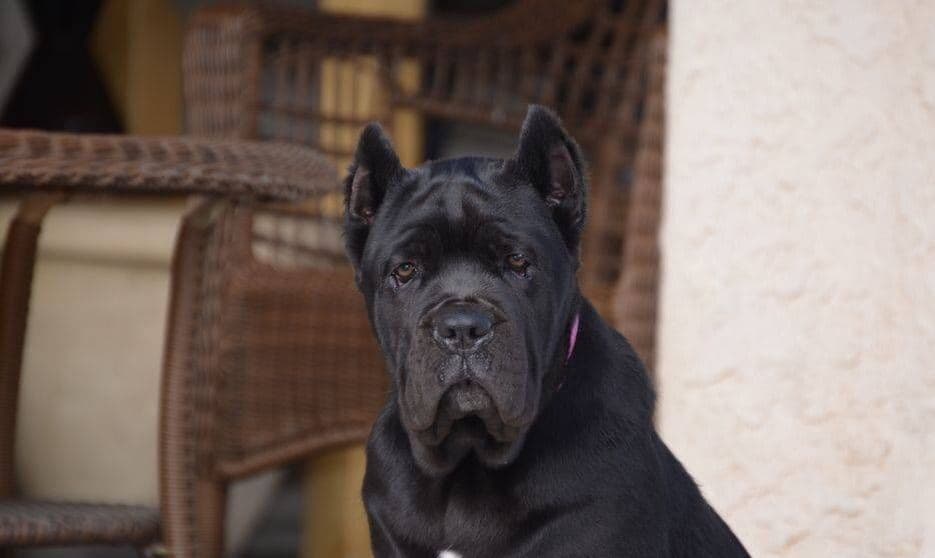 Cane Corso Puppies breeder image 6