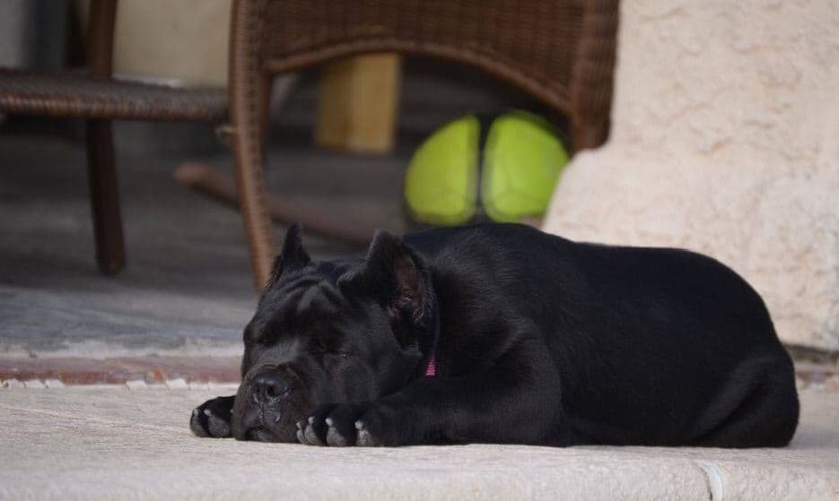 Cane Corso Puppies breeder image 7