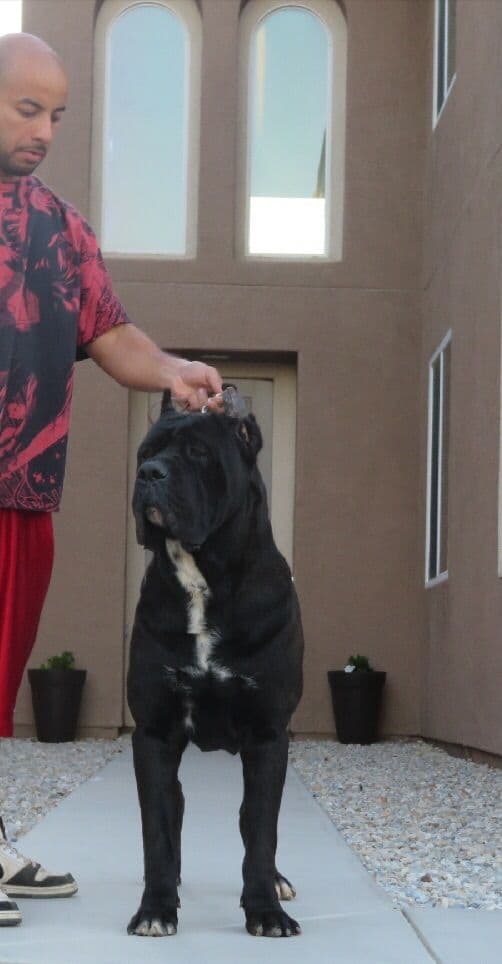 Cane Corso Puppies breeder image 8