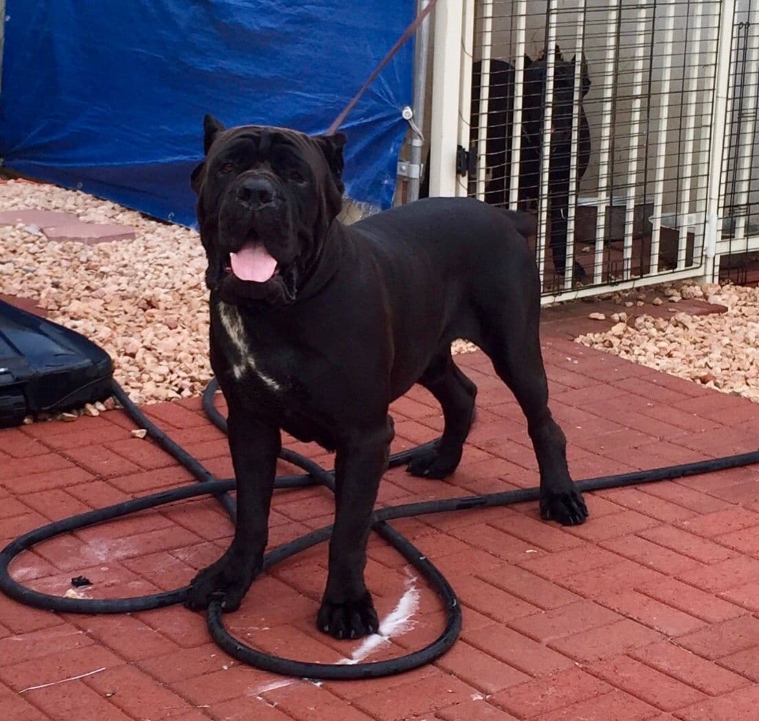Cane Corso Puppies breeder image 9
