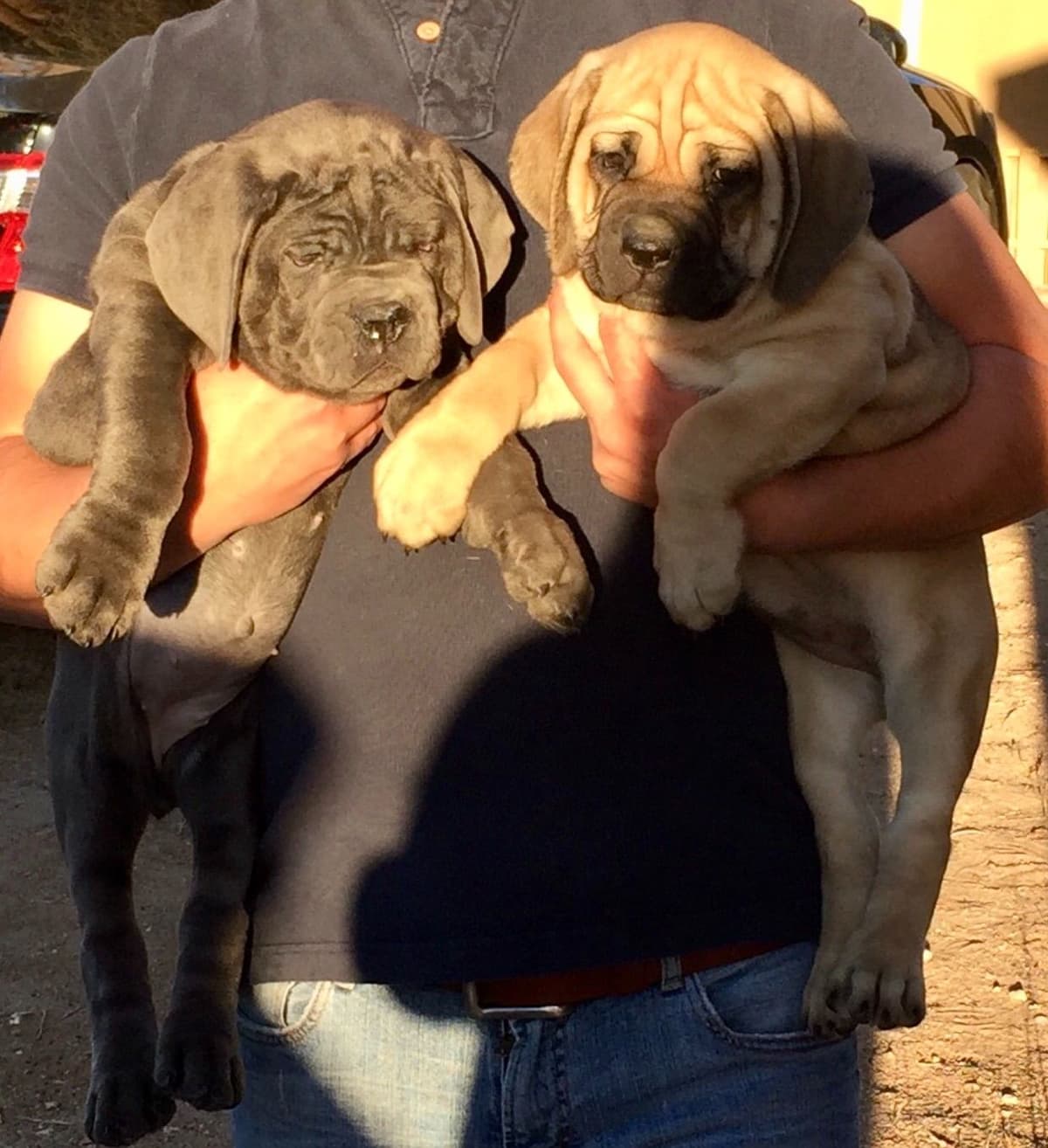 Cane Corso Puppies breeder image 10