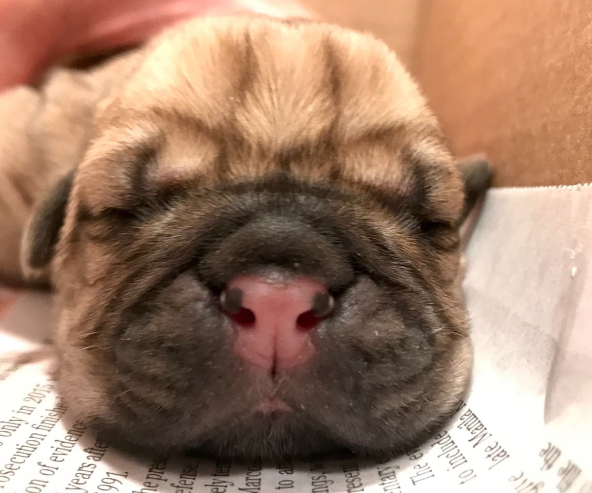 Cane Corso Puppies breeder image 12