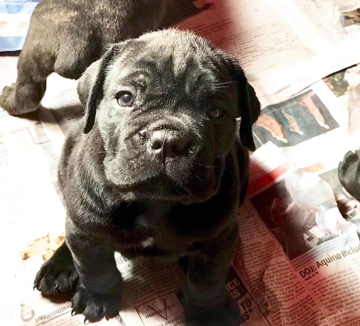 Cane Corso Puppies breeder image 13