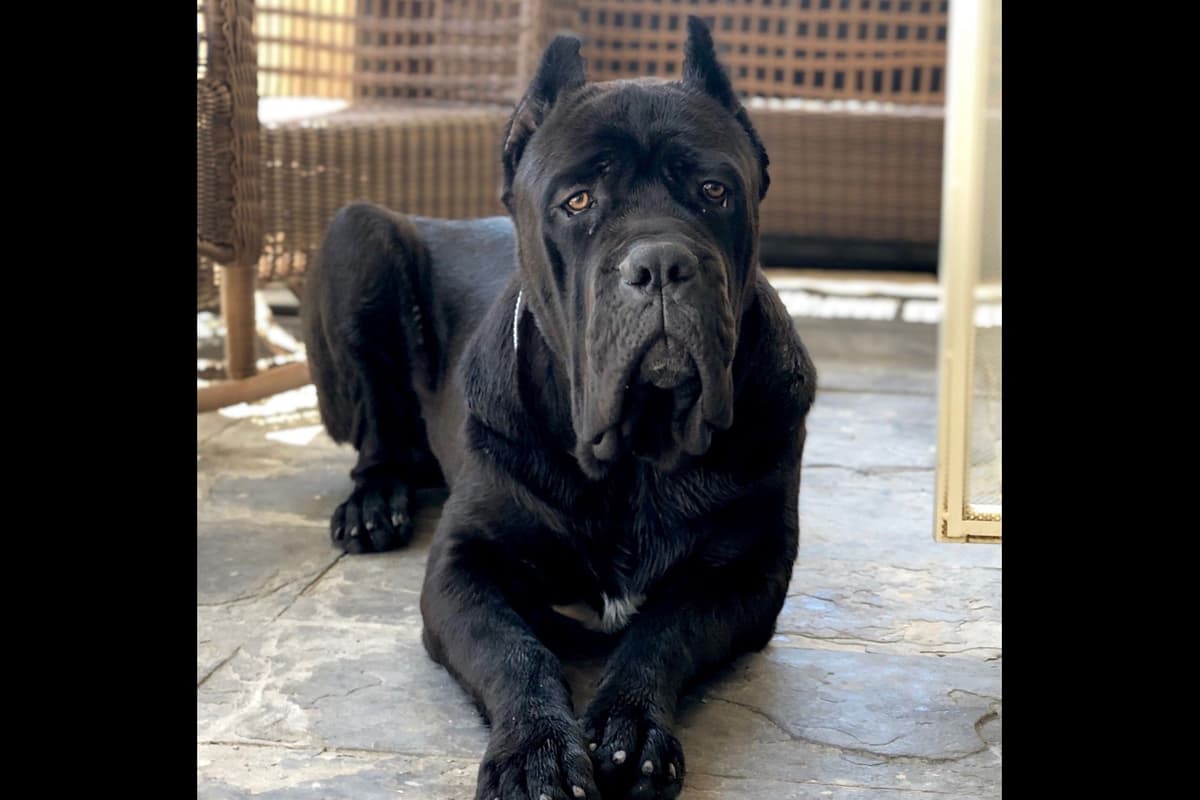 Cane Corso Puppies breeder image 3