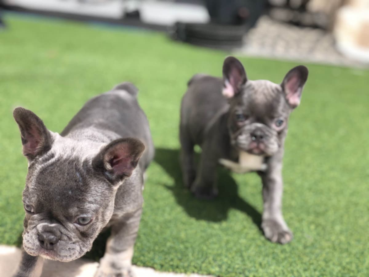 Cane Corso Puppies breeder image 16