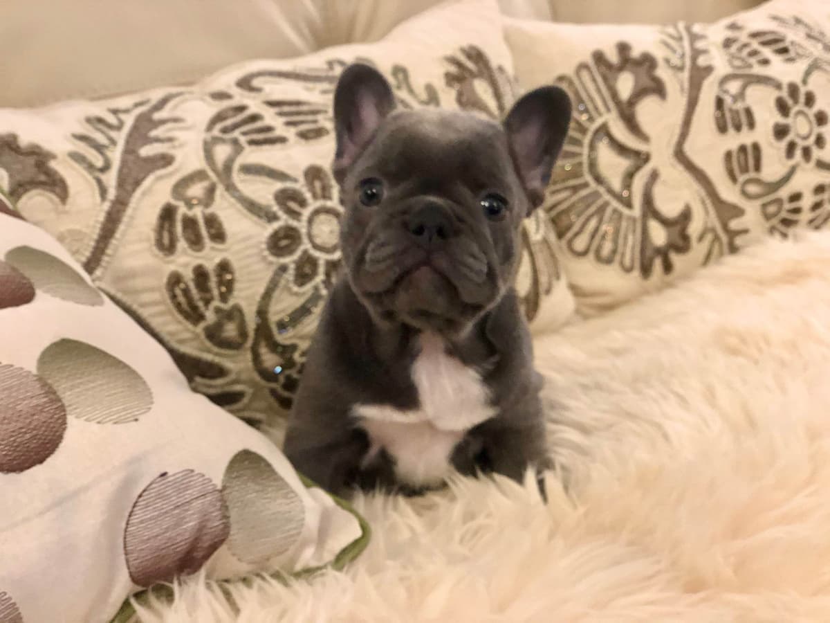 Cane Corso Puppies breeder image 19