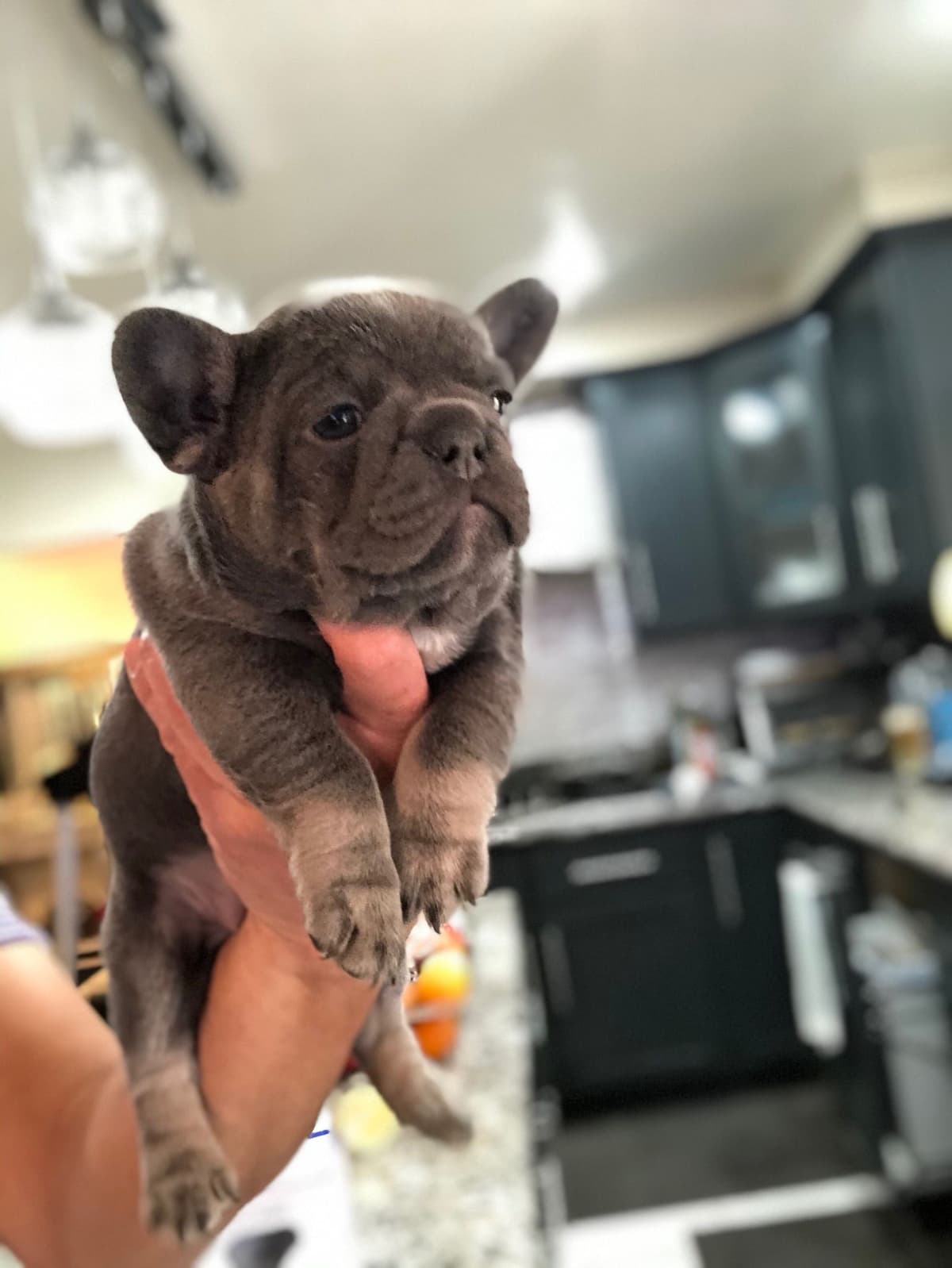 Cane Corso Puppies breeder image 18