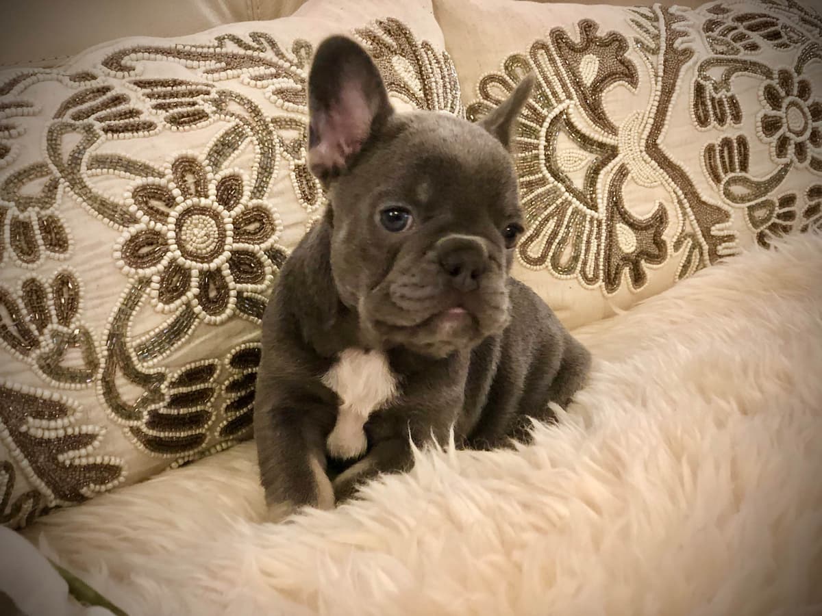 Cane Corso Puppies breeder image 20