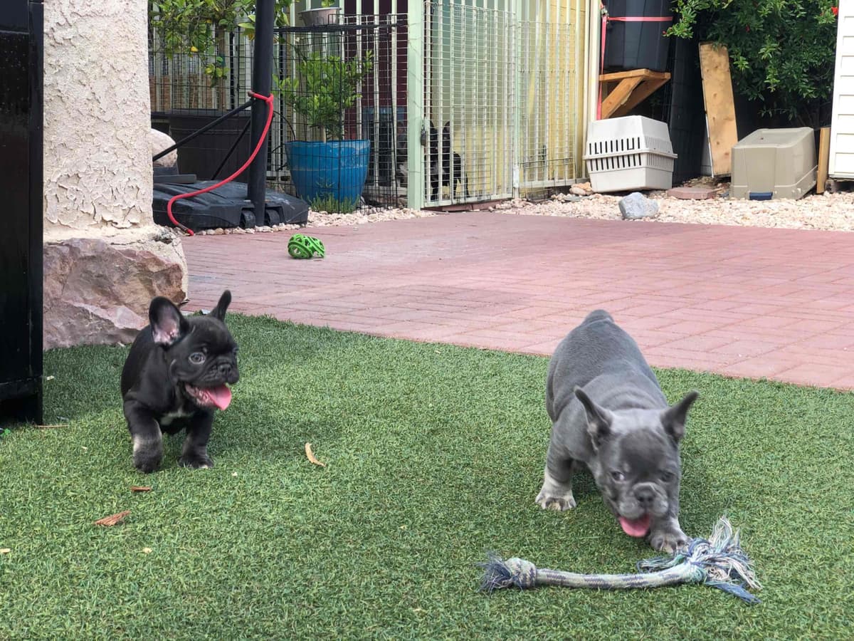 Cane Corso Puppies breeder image 23